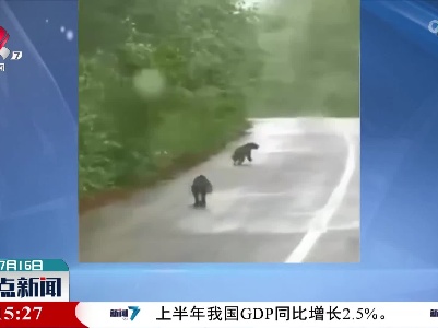 大兴安岭：国家一级重点保护动物貂熊雨中狂奔