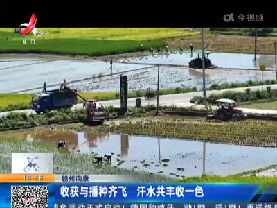 赣州南康：收获与播种齐飞 汗水共丰收一色