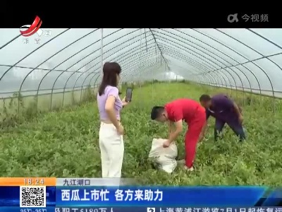 九江湖口：西瓜上市忙 各方来助力