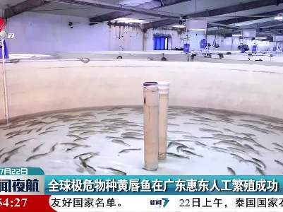 全球极危物种黄唇鱼在广东惠东人工繁殖成功
