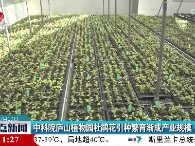 中科院庐山植物园杜鹃花引种繁育渐成产业规模