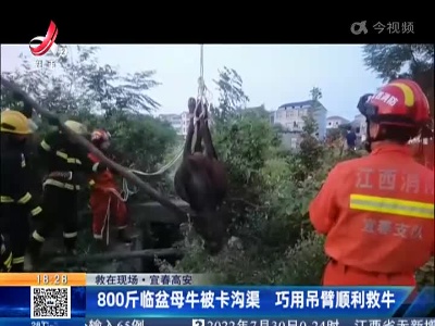 【救在现场】宜春高安：800斤临盆母牛被卡沟渠 巧用吊臂顺利救牛