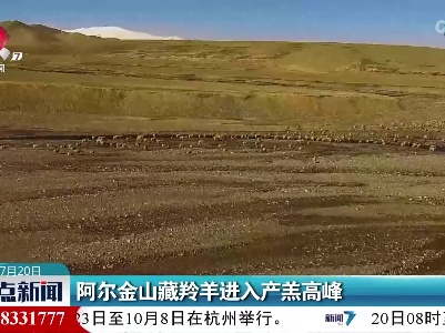 阿尔金山藏羚羊进入产羔高峰