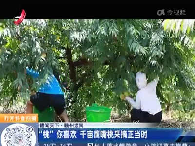 【赣闻天下】赣州龙南：“桃”你喜欢 千亩鹰嘴桃采摘正当时