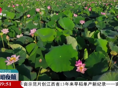 广昌县第十七届莲花旅游文化节：好戏“莲”台 精彩纷呈