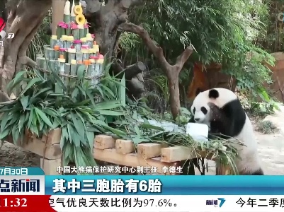 全球唯一大熊猫三胞胎满8周岁