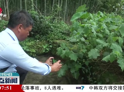 入侵物种喀西茄 果实可爱却有毒