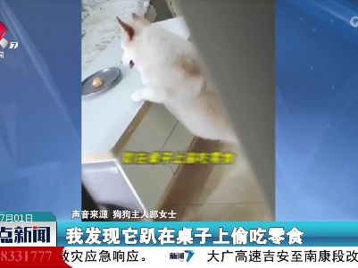 柯基犬为骗肉干吃 竟然装瘸