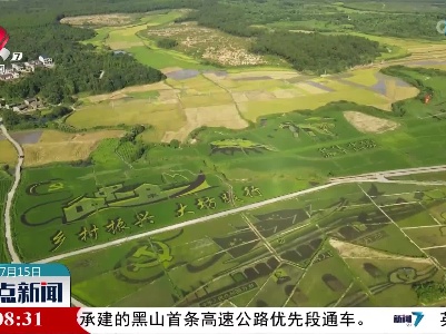 金溪：400亩彩色稻绘就夏日美景