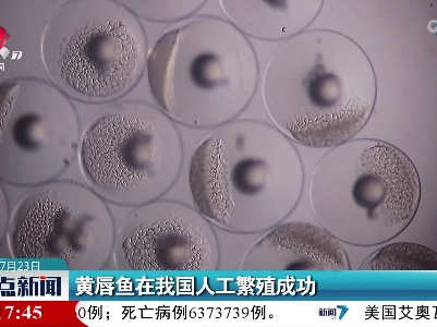 黄唇鱼在我国人工繁殖成功