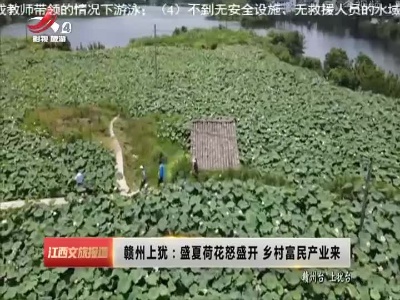 赣州上犹：盛夏荷花怒盛开 乡村富民产业来