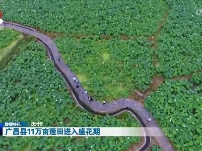 广昌县11万亩莲田进入盛花期