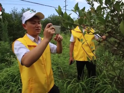 宜春市袁州区：补助+保险 为油茶产业发展加“油”