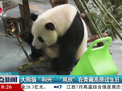 大熊猫“和兴” “双欣”在青藏高原过生日