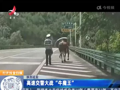 陕西延安：高速交警大战“牛魔王”