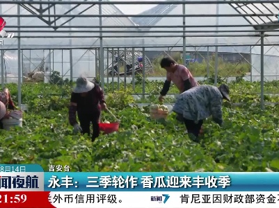 永丰：三季轮作 香瓜迎来丰收季