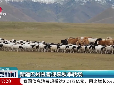 新疆巴州牲畜迎来秋季转场