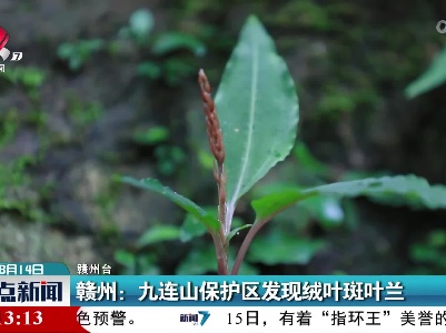 赣州：九连山保护区发现绒叶斑叶兰