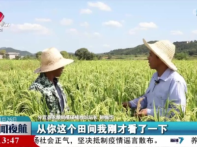【又到一年丰收时】分宜：强化病虫害防治保秋粮丰收