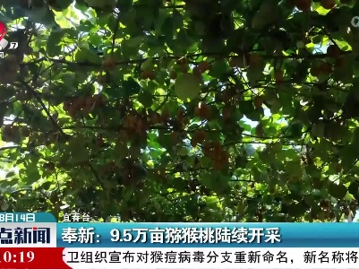 奉新：9.5万亩猕猴桃陆续开采