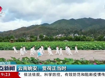 云南姚安：赏荷正当时