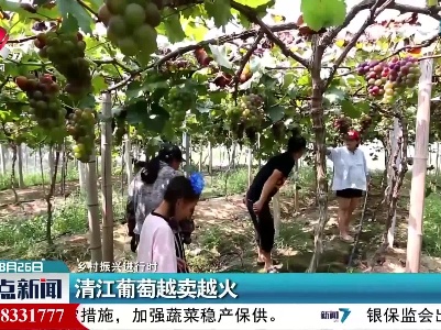 【乡村振兴进行时】清江葡萄越卖越火