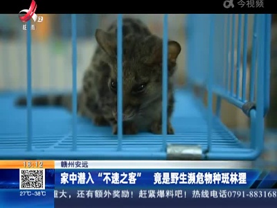 赣州安远：家中潜入“不速之客” 竟是野生濒危物种斑林狸