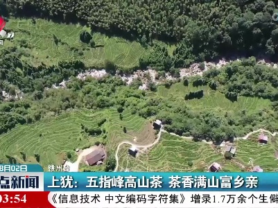 上犹：五指峰高山茶 茶香满山富乡亲