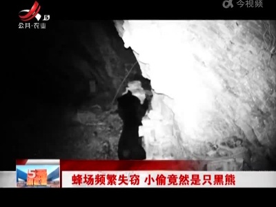蜂场频繁失窃 小偷竟然是只黑熊