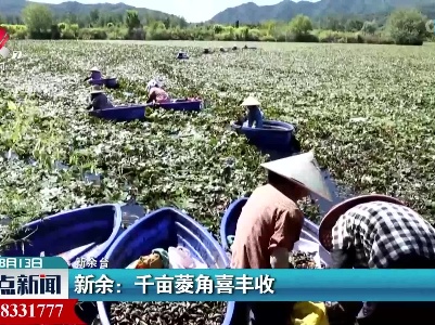 新余：千亩菱角喜丰收
