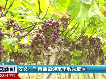 安义：千亩葡萄迎来丰收采摘季