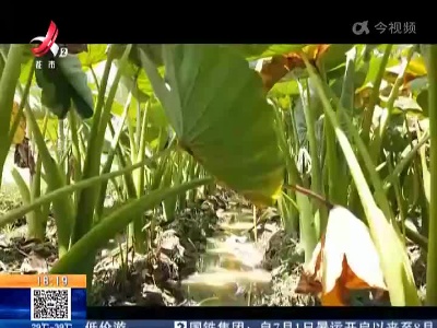 赣州赣县区：香芋“芋”出产业发展致富路