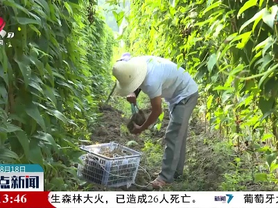 【又到瓜果成熟季】安远：紫山药丰收 农民笑了“腰包”鼓了