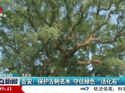 吉安：保护古树名木 守住绿色“活化石”