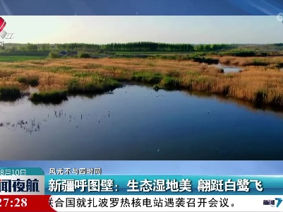 【风光不与四时同】新疆呼图壁：生态湿地美 翩跹白鹭飞