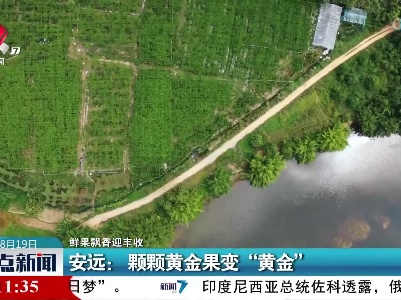 【鲜果飘香迎丰收】安远：颗颗黄金果变“黄金”