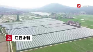 走進越贛越好葡萄采摘基地  記者帶你體驗一份甜蜜的工作
