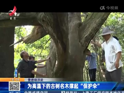 景德镇浮梁：为高温下的古树名木撑起“保护伞”