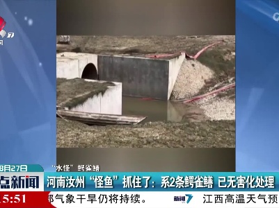 【“水怪”鳄雀鳝】河南汝州“怪鱼”抓住了：系2条鳄雀鳝 已无害化处理