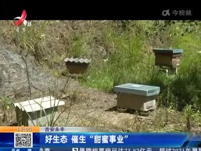 吉安永丰：好生态 催生“甜蜜事业”