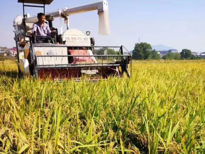 种一季收两茬 浮梁推广“再生稻”助农增收