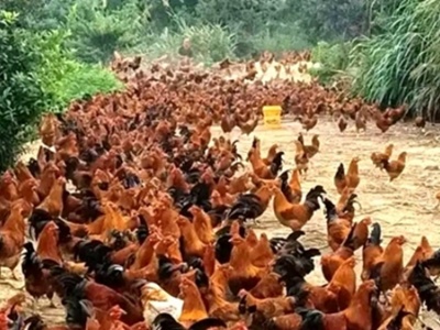 永新县烟阁乡：脱贫户的“林下养鸡”致富路