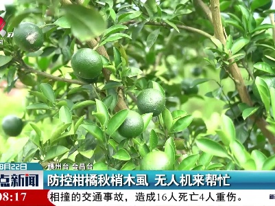 防控柑橘秋梢木虱 无人机来帮忙