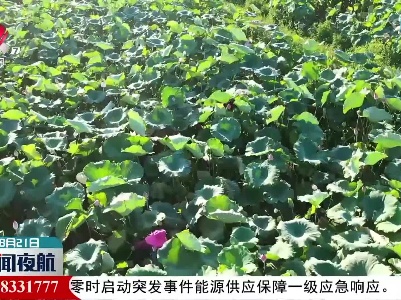 【乡村振兴进行时】太空莲竞相绽放石门村
