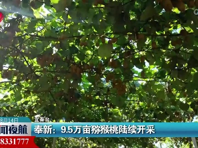 奉新：9.5万亩猕猴桃陆续开采