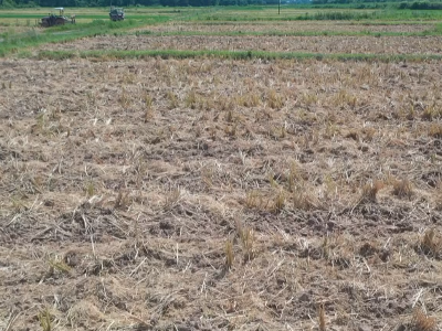 江西万安：高温下稻田干裂 干群共抗干旱
