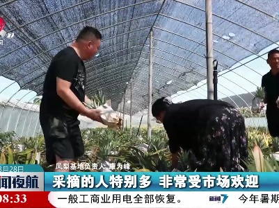 【乡村振兴进行时】海南？不，泰和也产凤梨