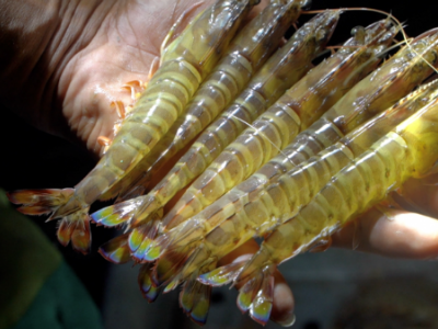 日拼万单！吃海鲜长大的青岛大虾“游”向全国