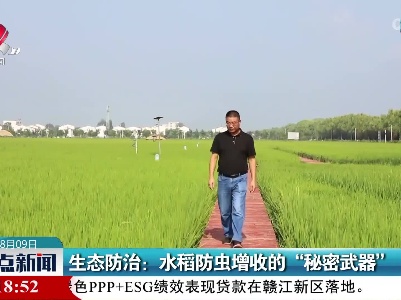 生态防治：水稻防虫增收的“秘密武器”