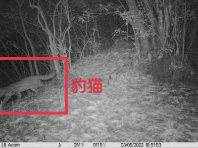 武夷山国家公园（江西片区）发现国家二级保护动物——豹猫
